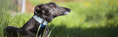 rescue-picture